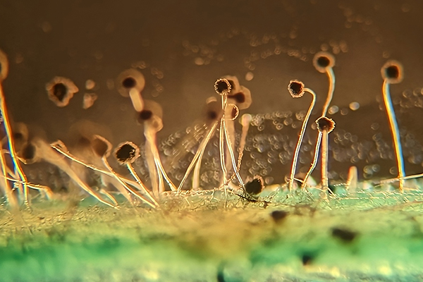 Fungal Foes: Understanding the Challenges of Fungal Infections and New Treatment Options