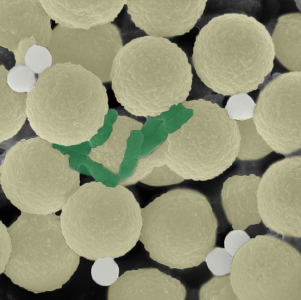Swarms of miniature robots clean up microplastics and microbes, simultaneously (video) image
