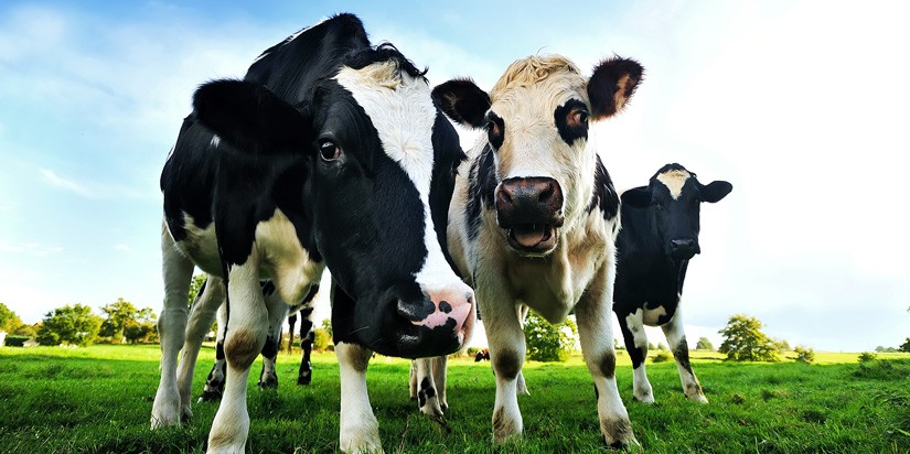 cows looking at camera