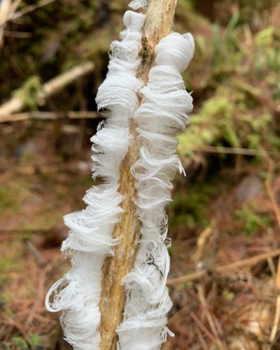 Frost flower