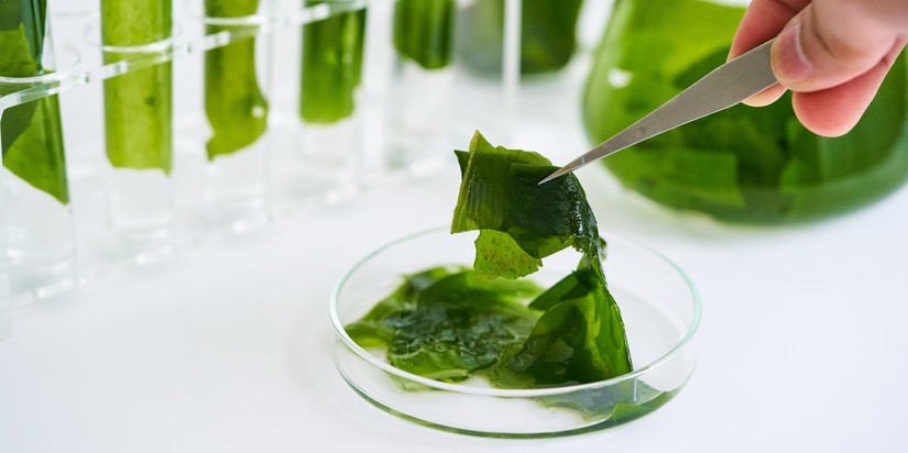 concept of ecology science research biology with seaweed or kelp in the laboratory on white background