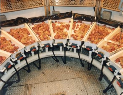 Potatoes growing inside containers filled with hydroponic solutions