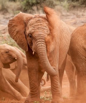 Elephant tossing dirt at themselves