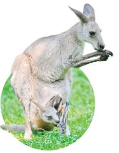 Kangaroos 