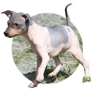 American Hairless Terriers