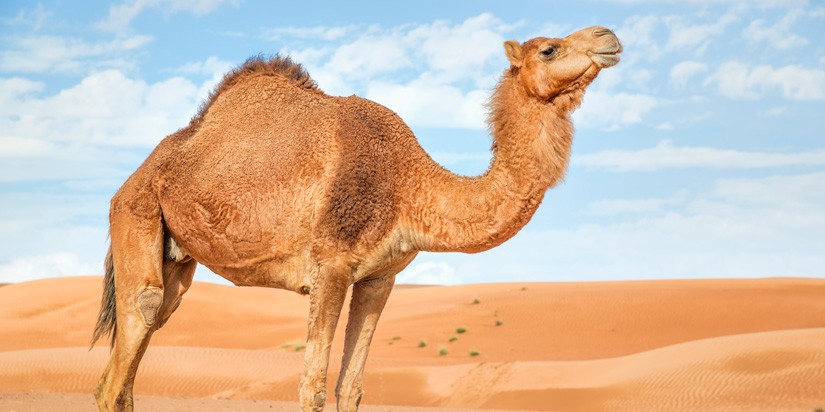 Camel in the desert