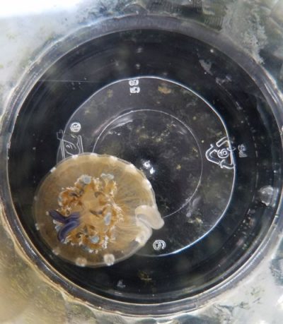 image of jellyfish