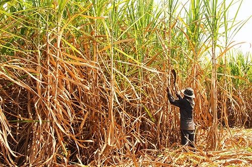 Harvesting Sugar Cane