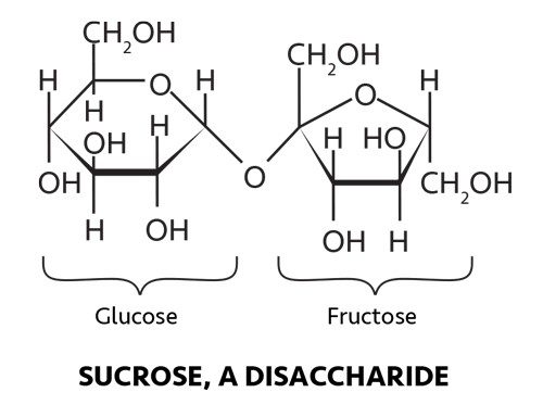 Molecular structure of sucrose