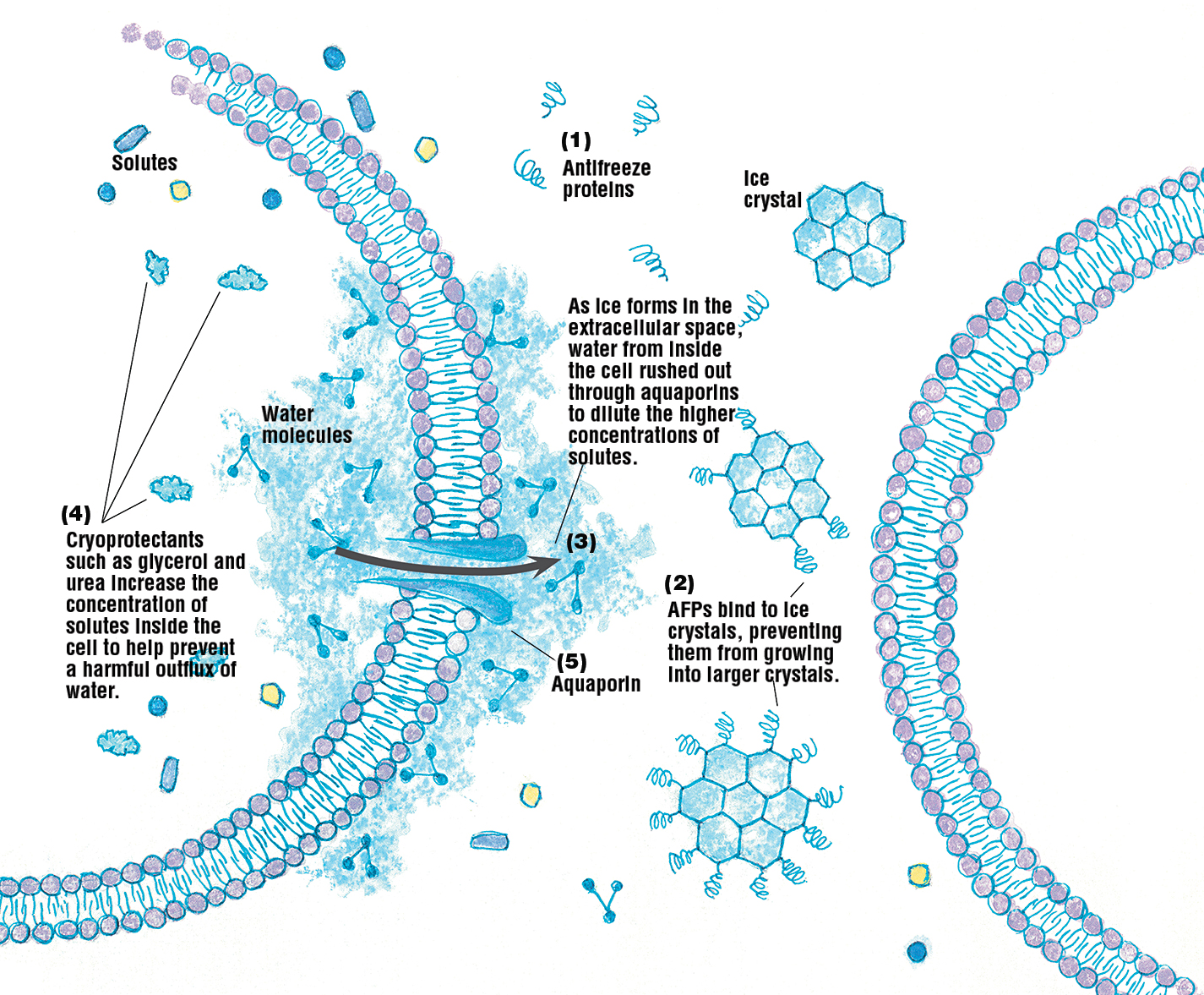 an illustration of how Some cold-blooded animals have found ways to counteract the formation of ice