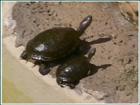 These turtles just walked out of a pool of cool water