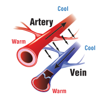 artist&#39;s representation of human arteries