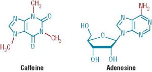 Chemical structures of caffeine and adenosine