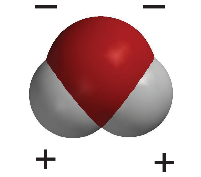 water molecule