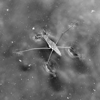 Water strider