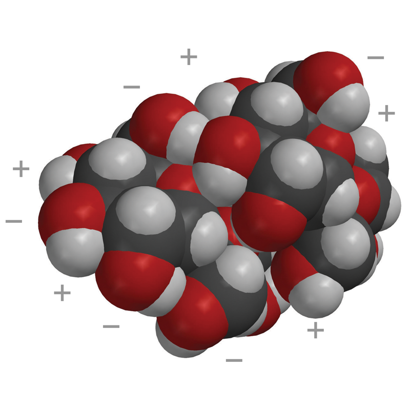 two sucrose molecules