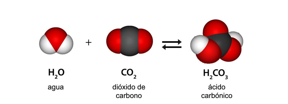 Carbon dioxide and water react to produce carbonic acid