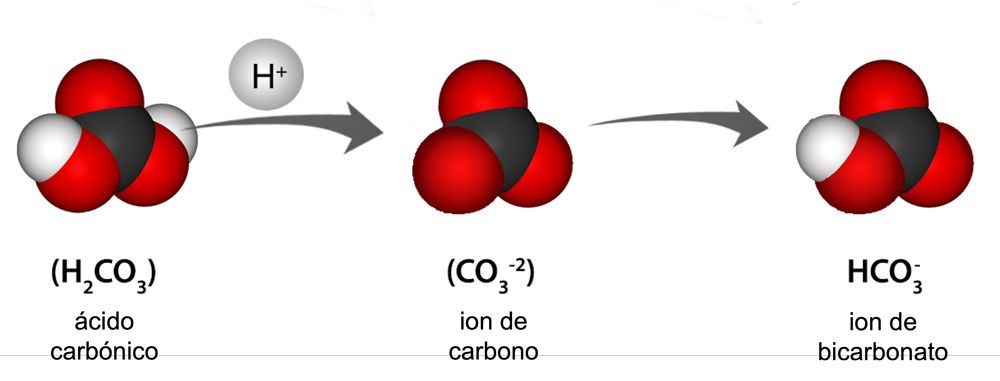 carbonic acid