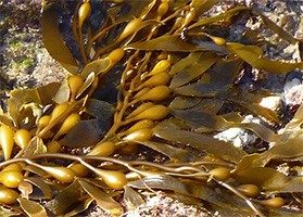 Brown seaweed