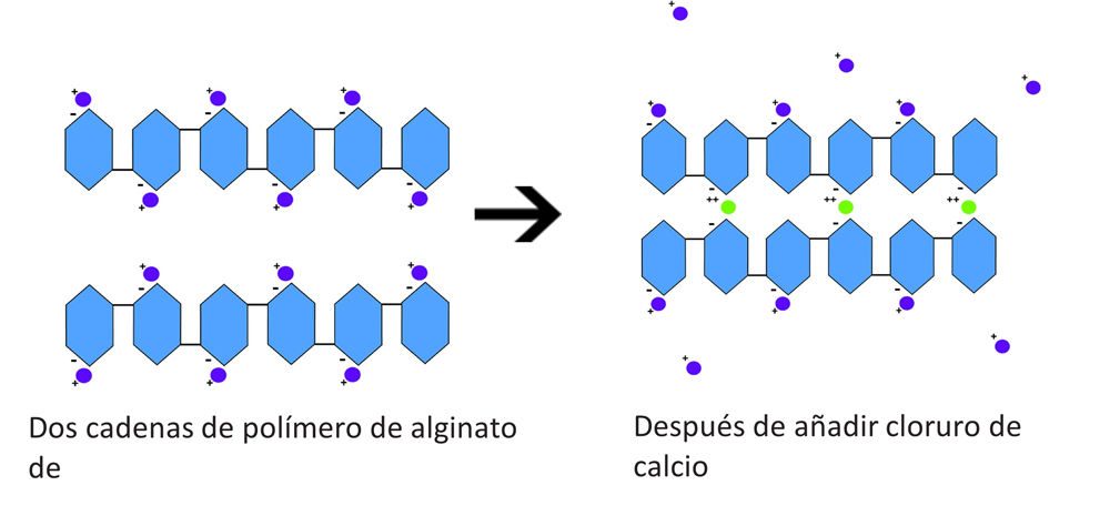 Model showing the crosslinking of sodium alginate