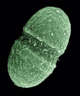 Microscopic image of a human genome microbe, a pill-shaped green cell