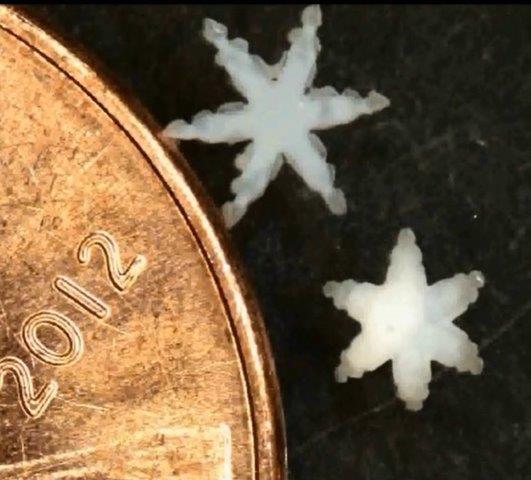 Star-shaped grippers next to a penny, only slightly larger than the year embossed