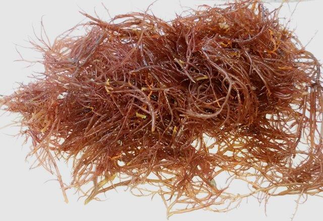 Seaweed could potentially help fight food allergies - American Chemical ...