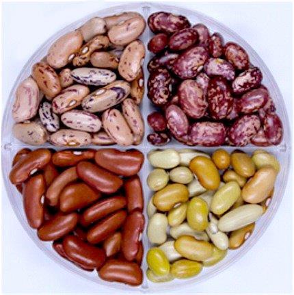 Four kinds of fast-cooking beans