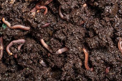 https://www.acs.org/content/acs/en/pressroom/presspacs/2021/acs-presspac-may-12-2021/earthworms-could-help-reduce-antibiotic-resistance-genes-in-soil/_jcr_content/pressPacContent/columnsbootstrap/column1/image.scale.medium.jpg/1620664957208.jpg