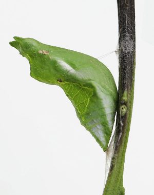 The chrysalis of a Papilio polytes butterfly affixed to a branch by silk. 