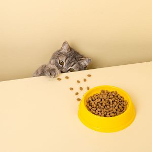 A cat reaching for pieces of dry cat food spilled from a bowl.