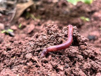 Pesticides to help protect seeds can adversely affect earthworms' health -  American Chemical Society