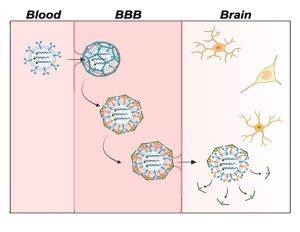 A three-part illustrated diagram showing sensor-loaded exosomes moving from the bloodstream through the blood-brain barrier and into the brain.