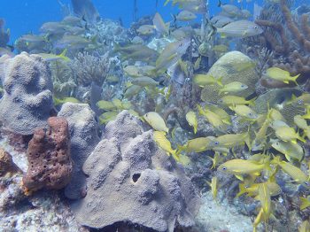 Multiple types of coral near the U.S. Virgin Islands help scientists determine chemical clues.