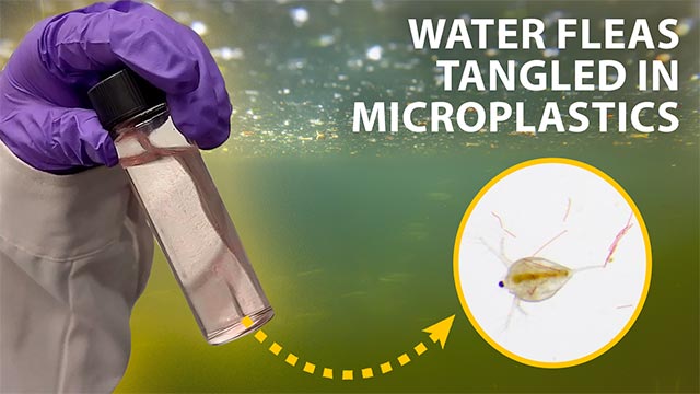 Microplastics tangle water fleas image