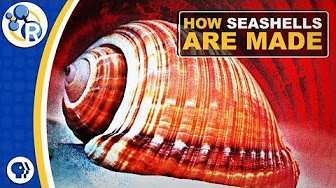 How are seashells made? - Woods Hole Oceanographic Institution